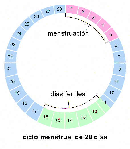 dias fertiles de una mujer para embarazo